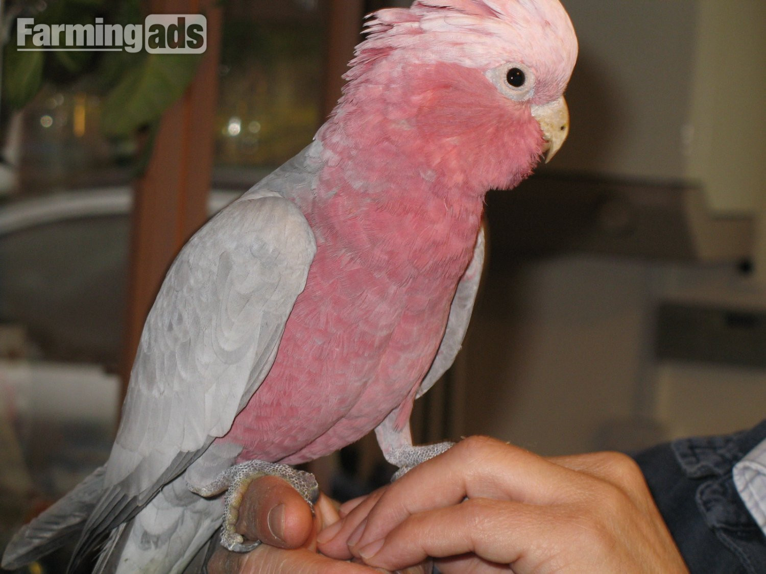 Galah Cockatoo baby - {CATEGORY}