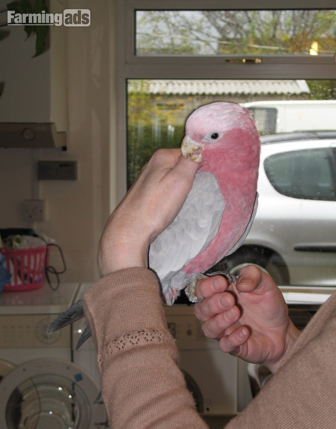 Galah Cockatoo baby