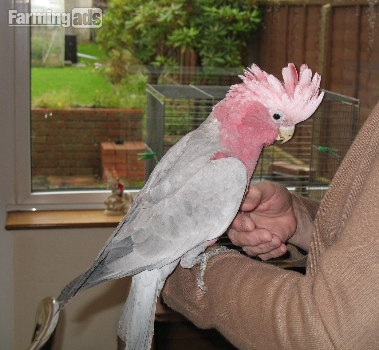 Galah Cockatoo baby