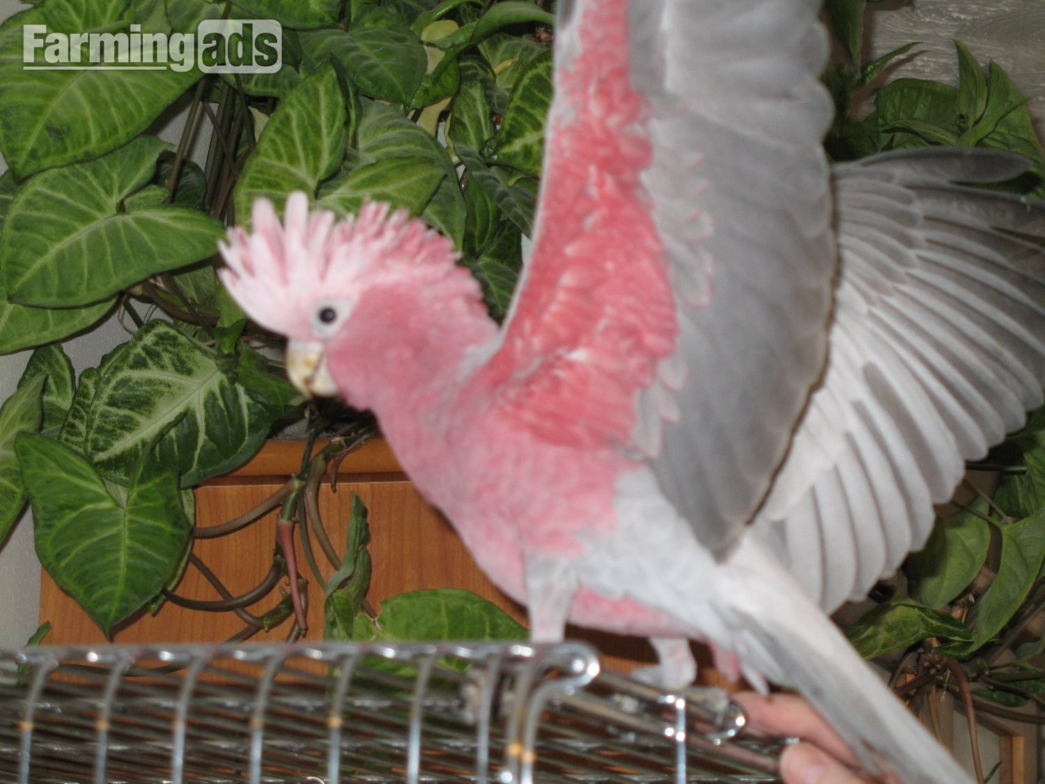  Galah Cockatoo baby
