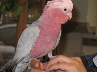 Galah Cockatoo baby