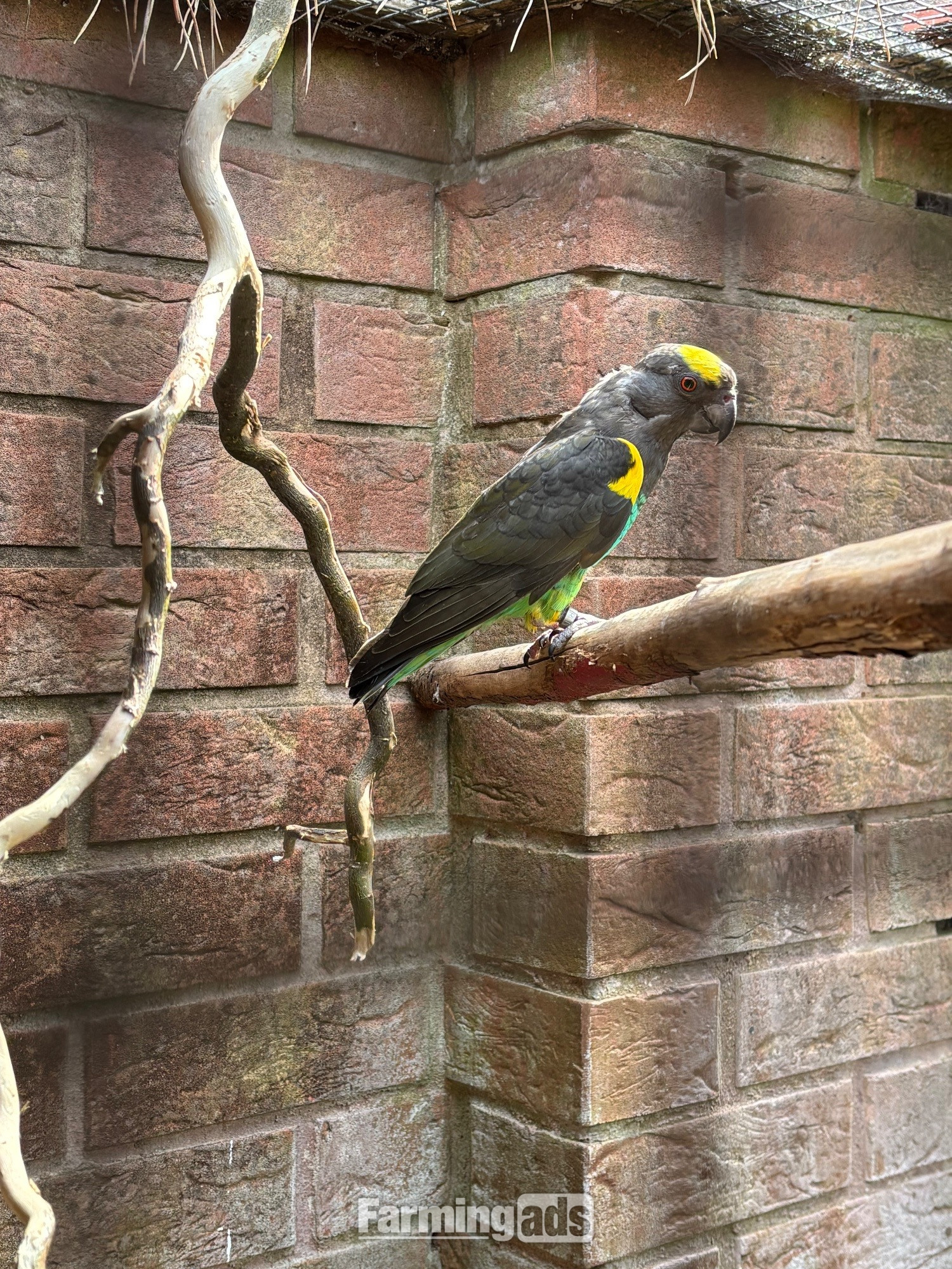  Cock Mayers parrot 