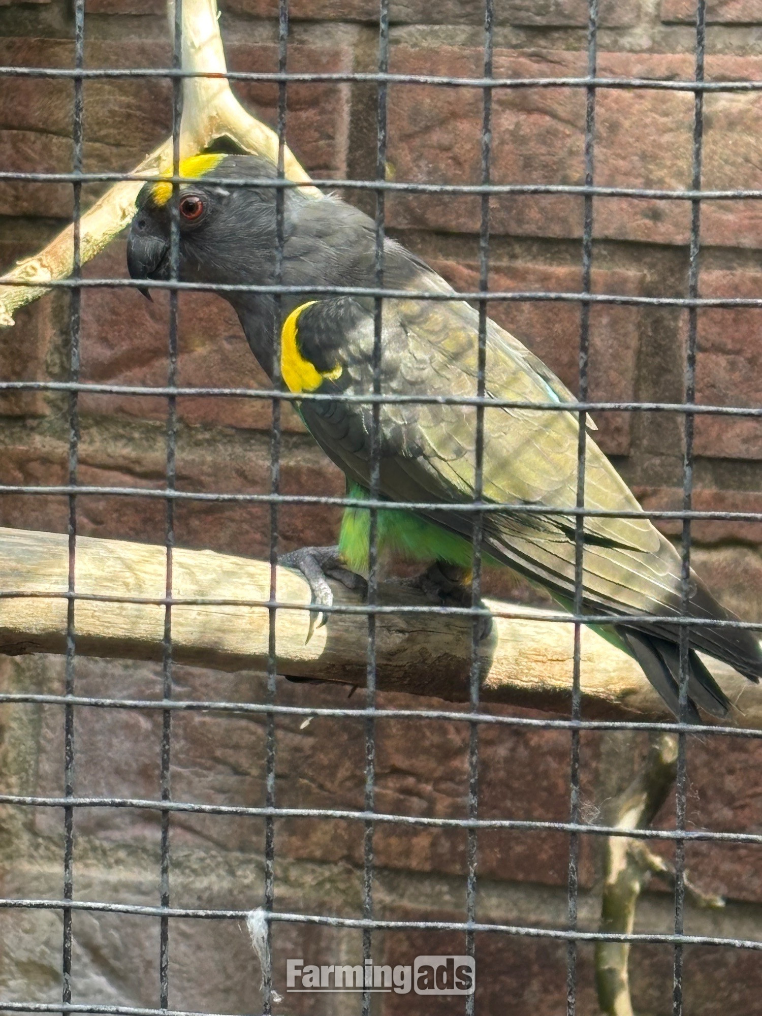 Cock Mayers parrot 