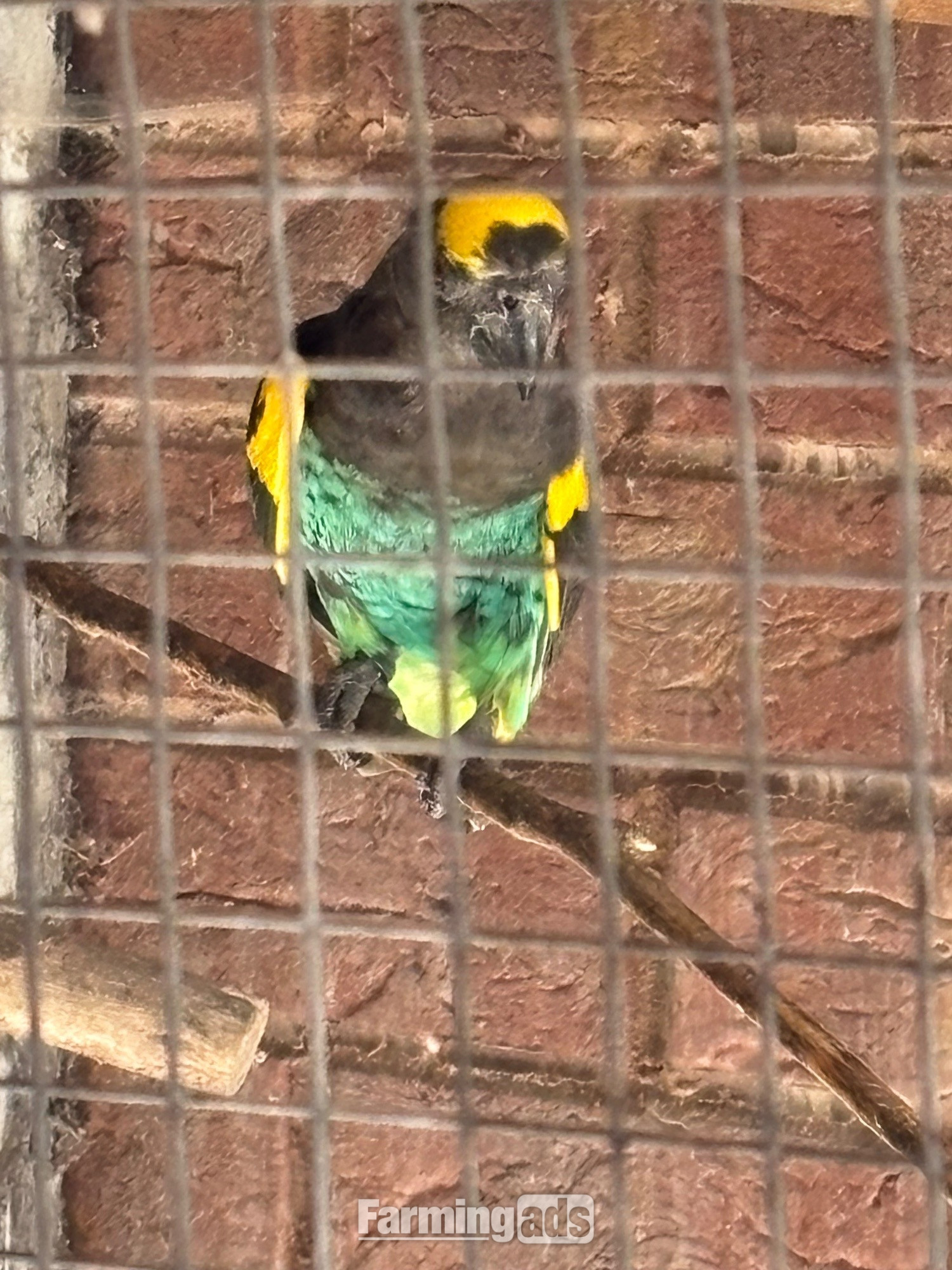 Cock Mayers parrot 