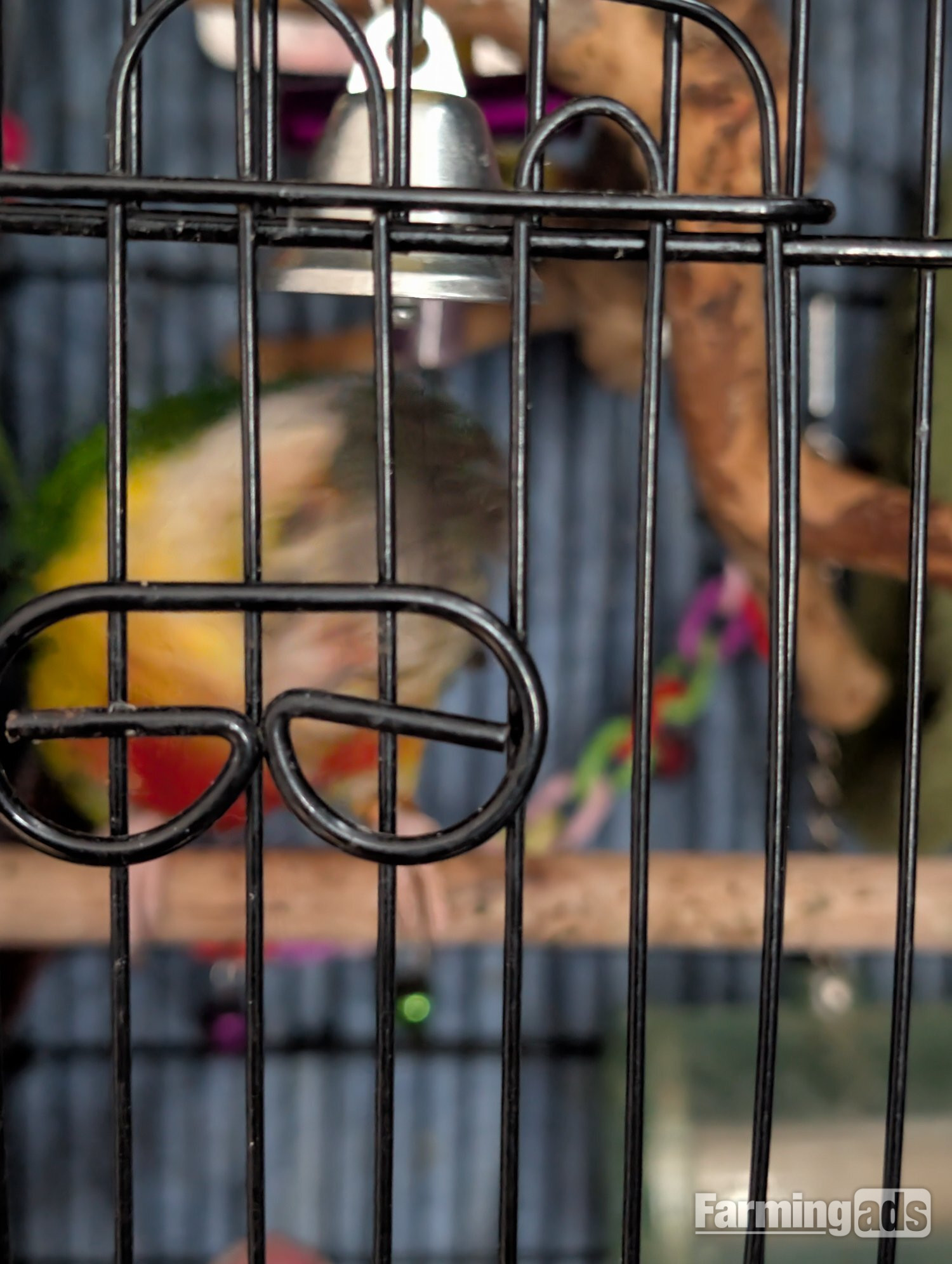 2 year old pineapple conure