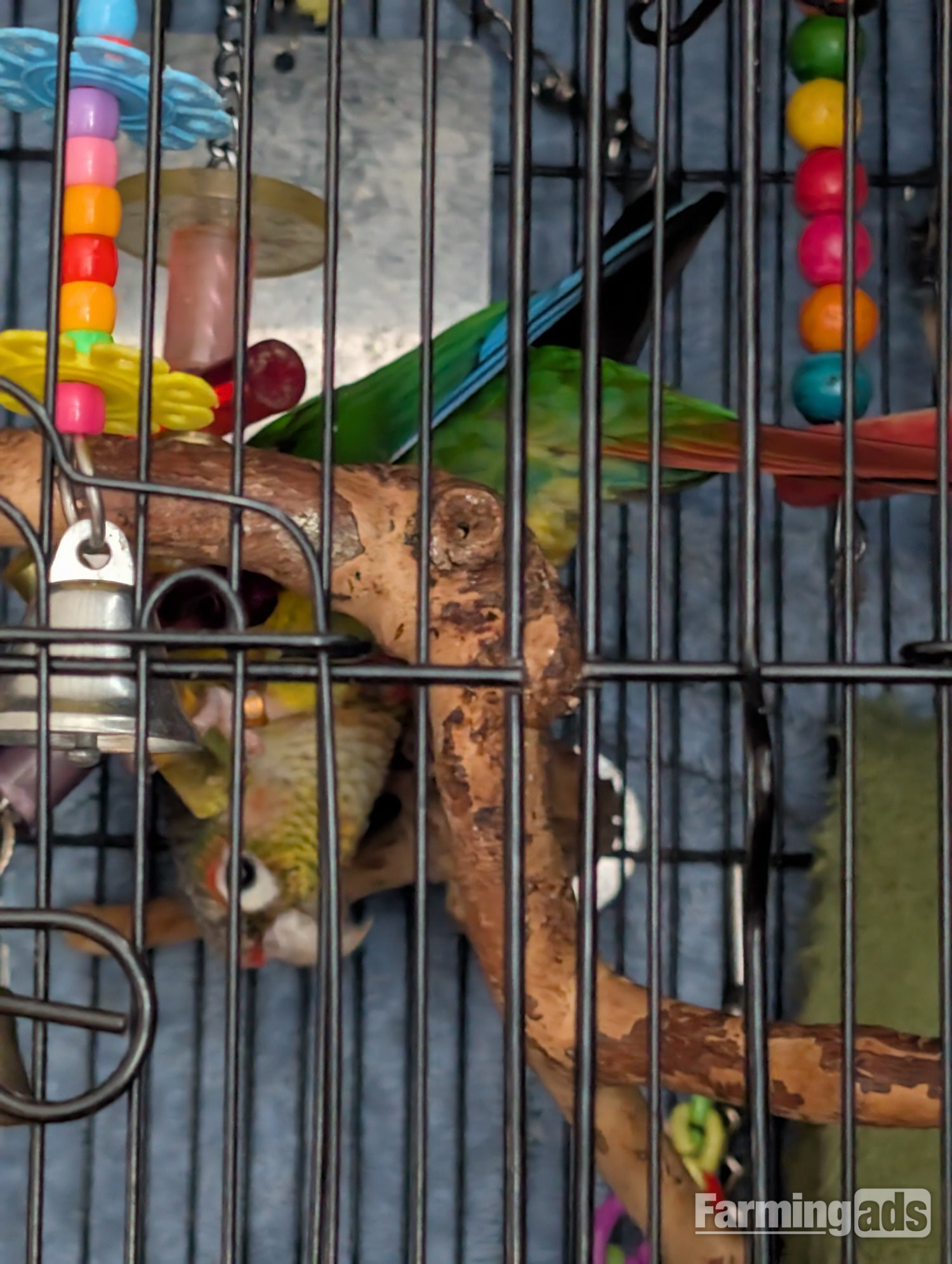 2 year old pineapple conure