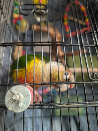 2 year old pineapple conure