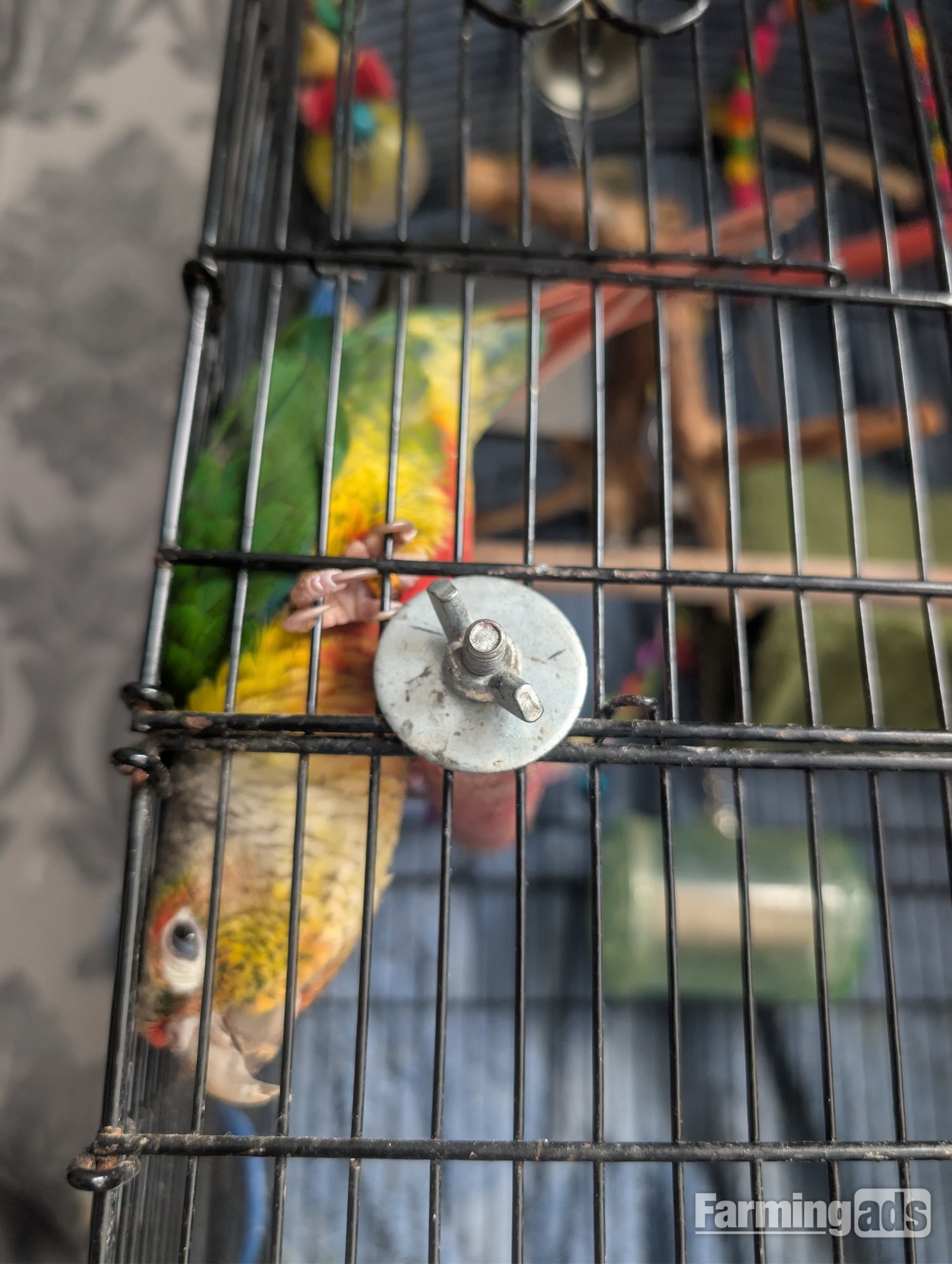  2 year old pineapple conure
