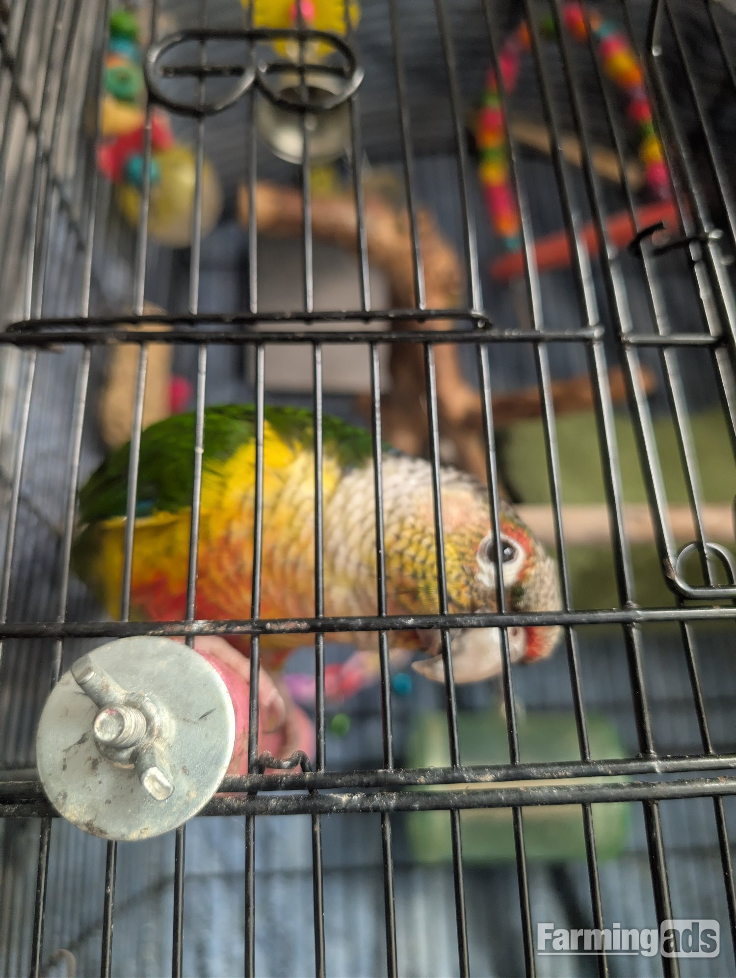 2 year old pineapple conure - {CATEGORY}