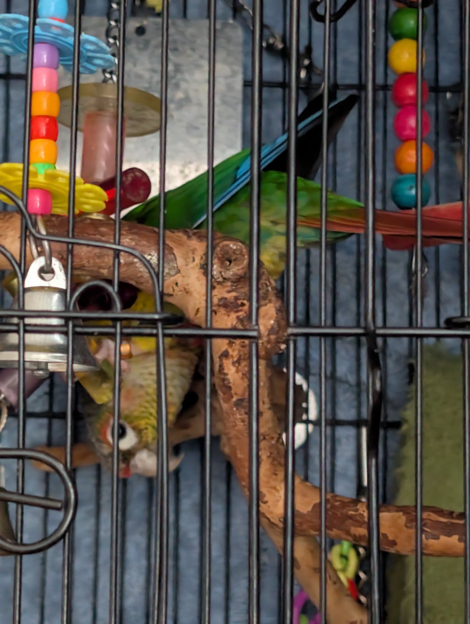 2 year old pineapple conure