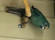 Blue kakarikis breeding pair