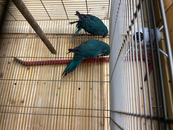 Blue kakarikis breeding pair