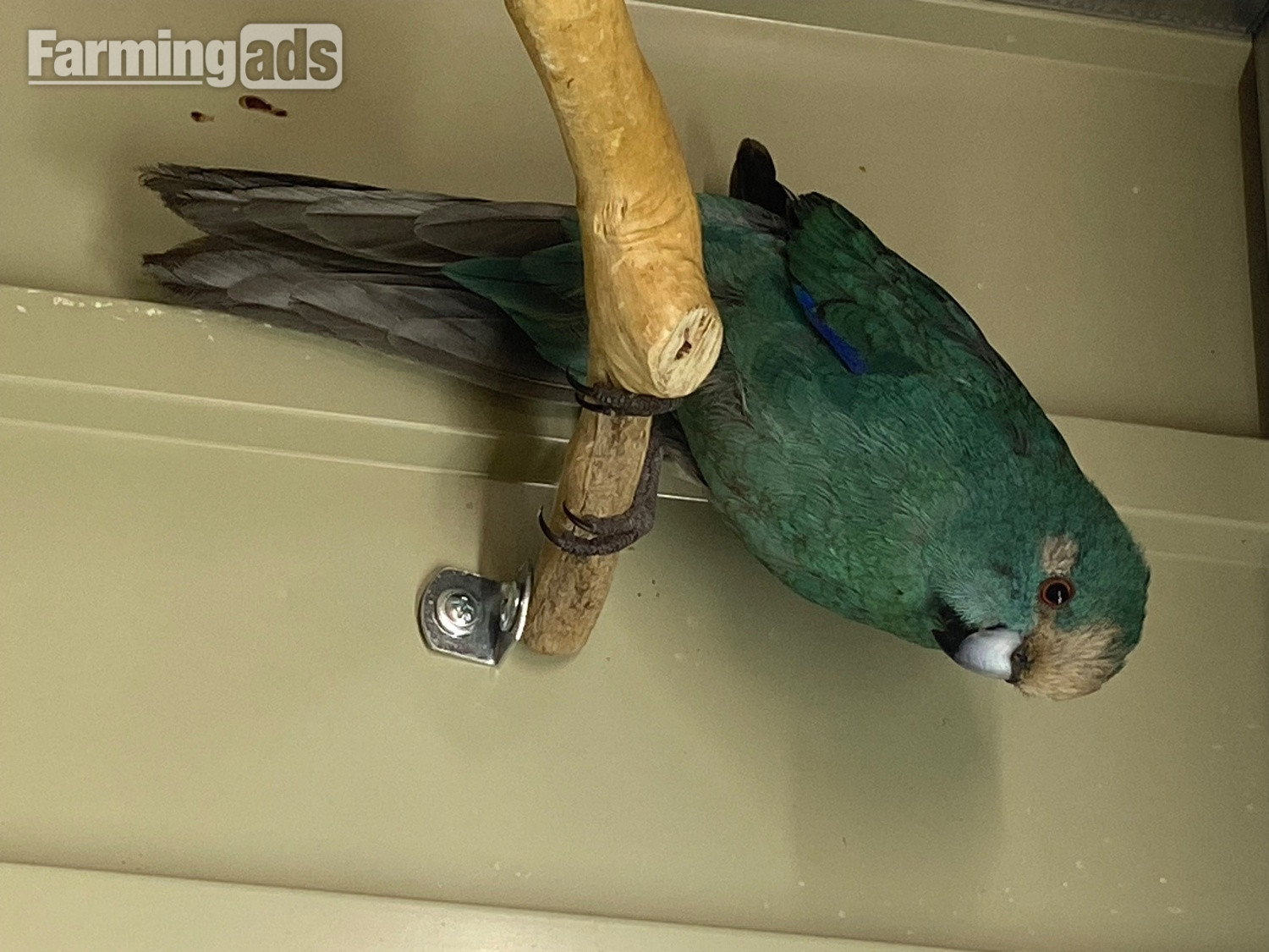 Blue kakarikis breeding pair