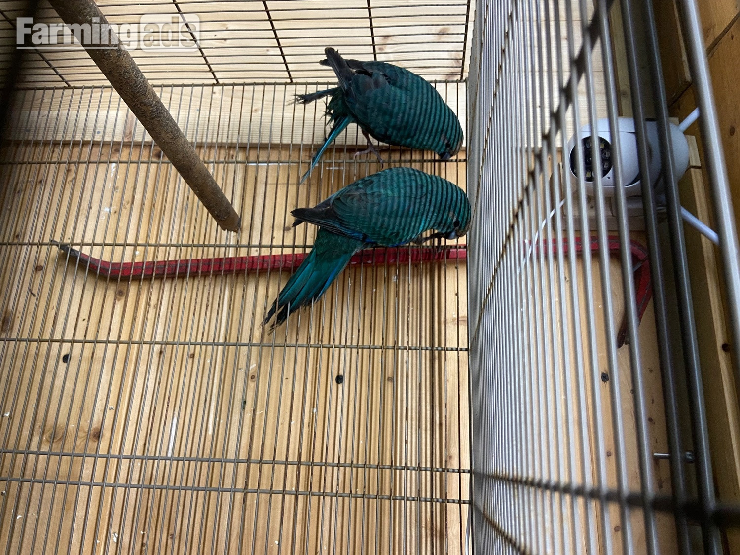 Blue kakarikis breeding pair