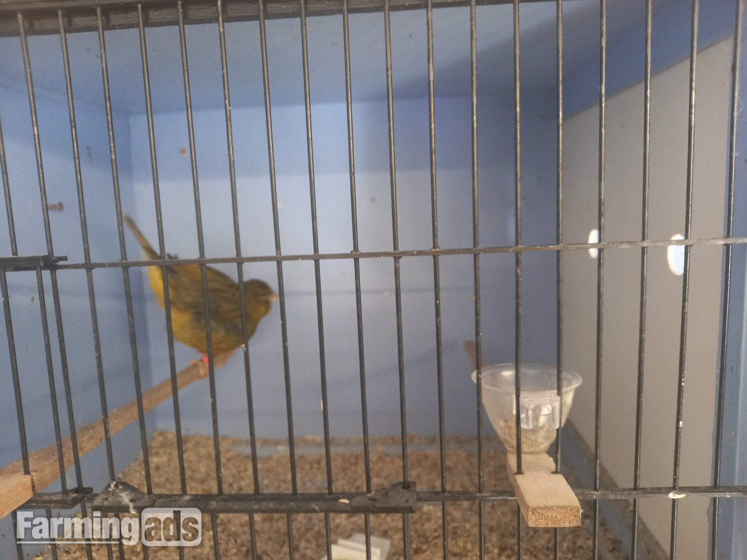 Complete sale due to poor health - {CATEGORY}