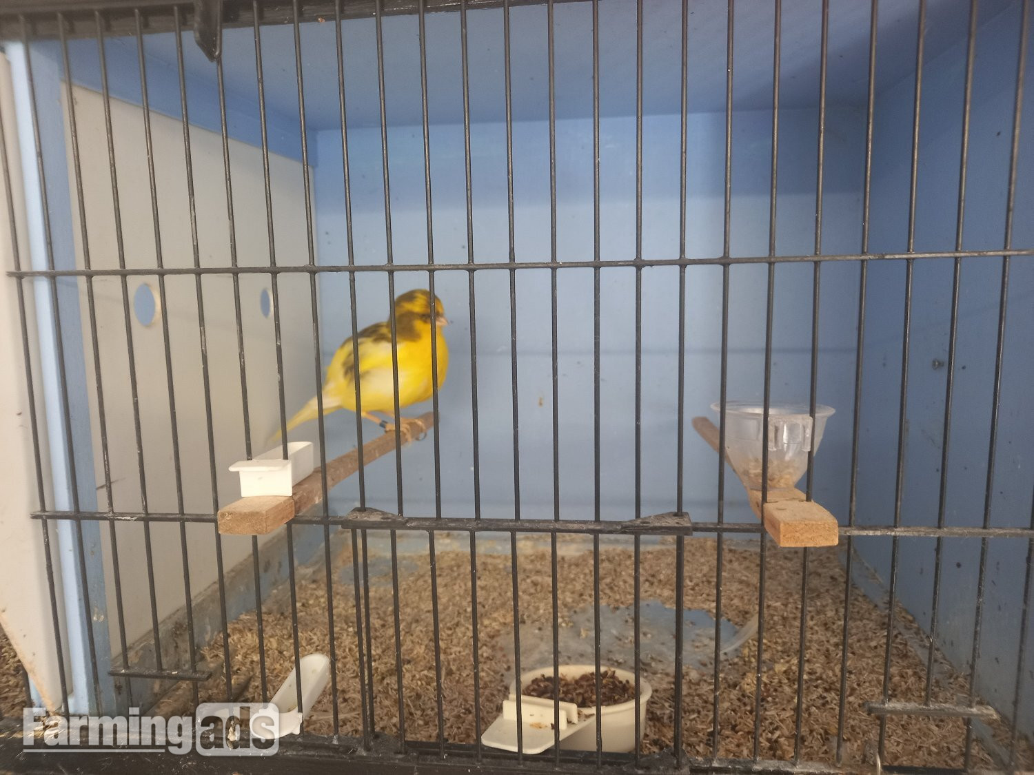 Complete sale due to poor health - {CATEGORY}