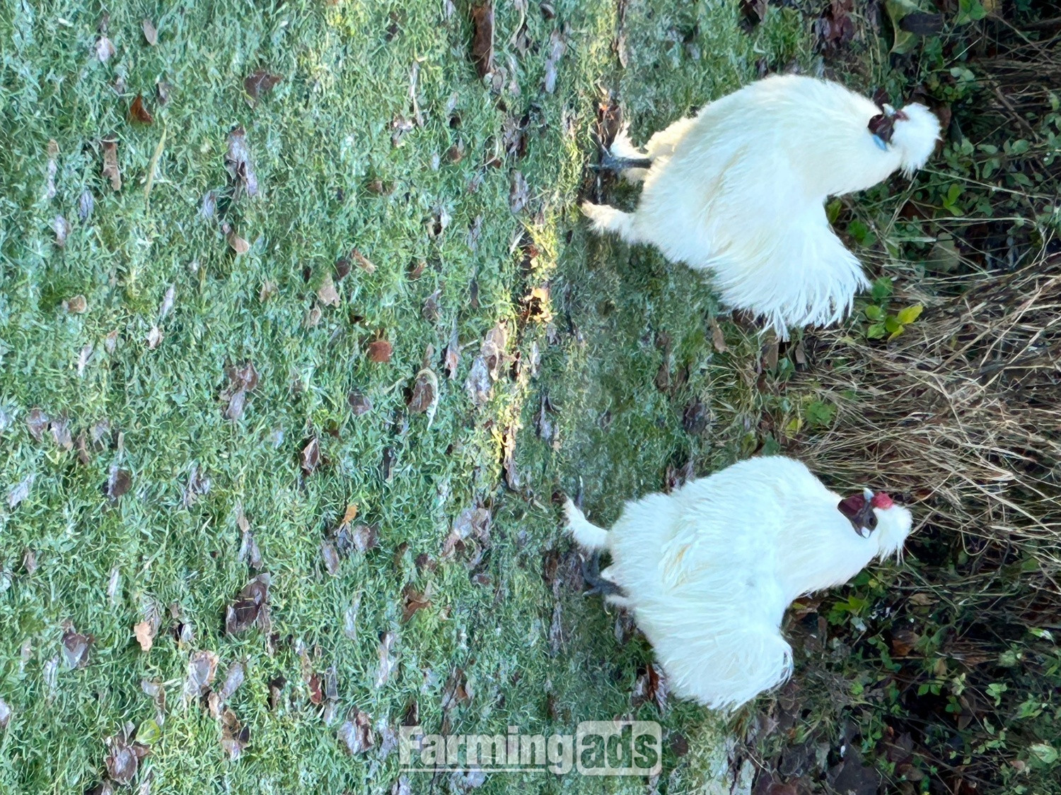 Silkie Cockerel free to good home