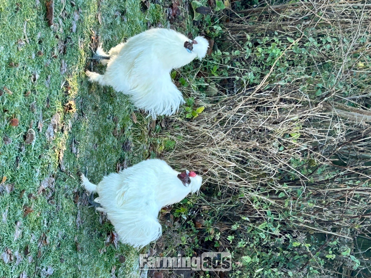 Silkie Cockerel free to good home