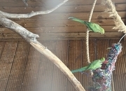 Pair of green and a male violet parakeets 