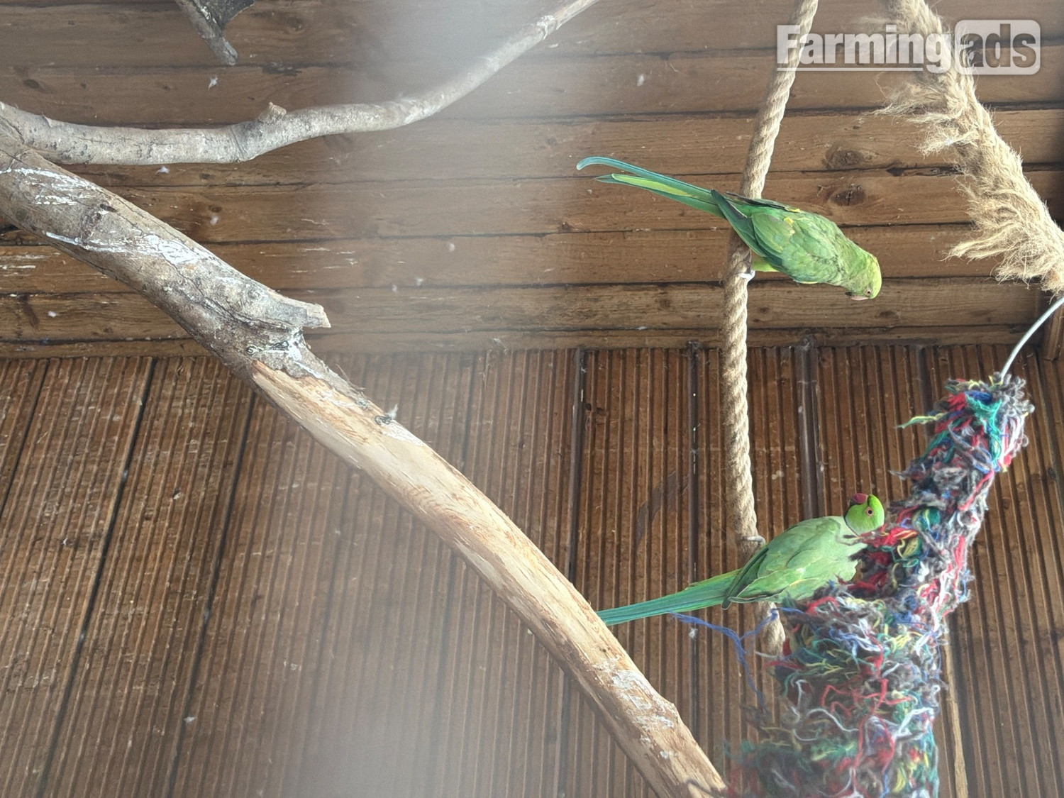 Pair of green and a male violet parakeets 