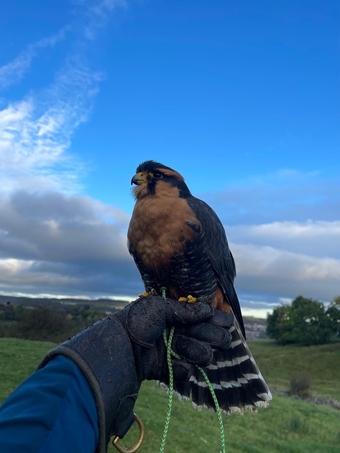 Female Aplomado falcon for sale imprint or parent reared 
