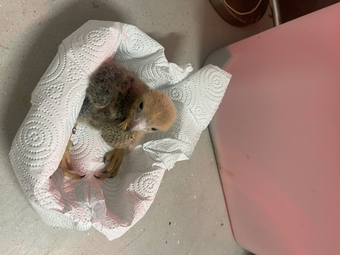 Female Aplomado falcon for sale imprint or parent reared 