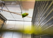 Abyssinian lovebird hen