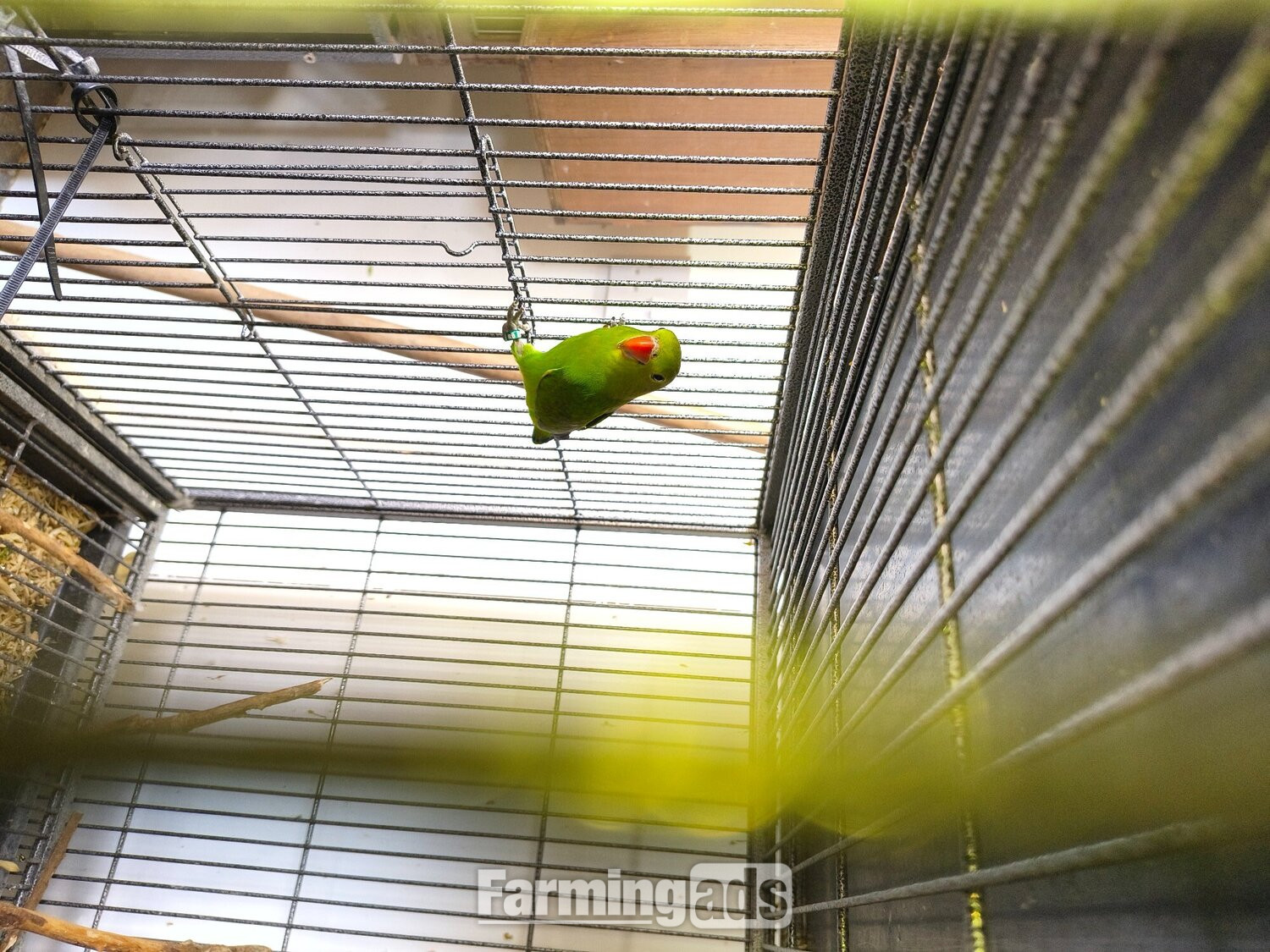 Abyssinian lovebird hen