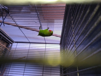 Abyssinian lovebird hen