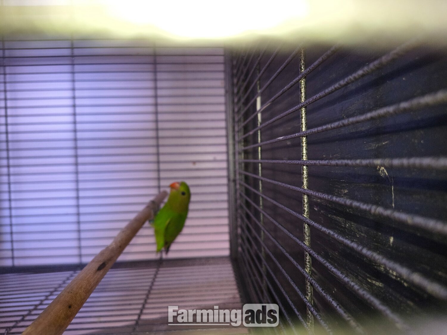 Abyssinian lovebird hen