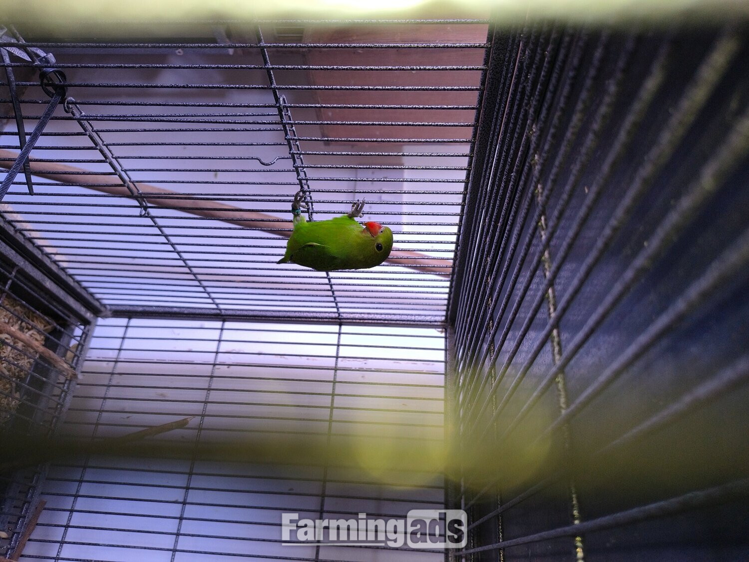  Abyssinian lovebird hen