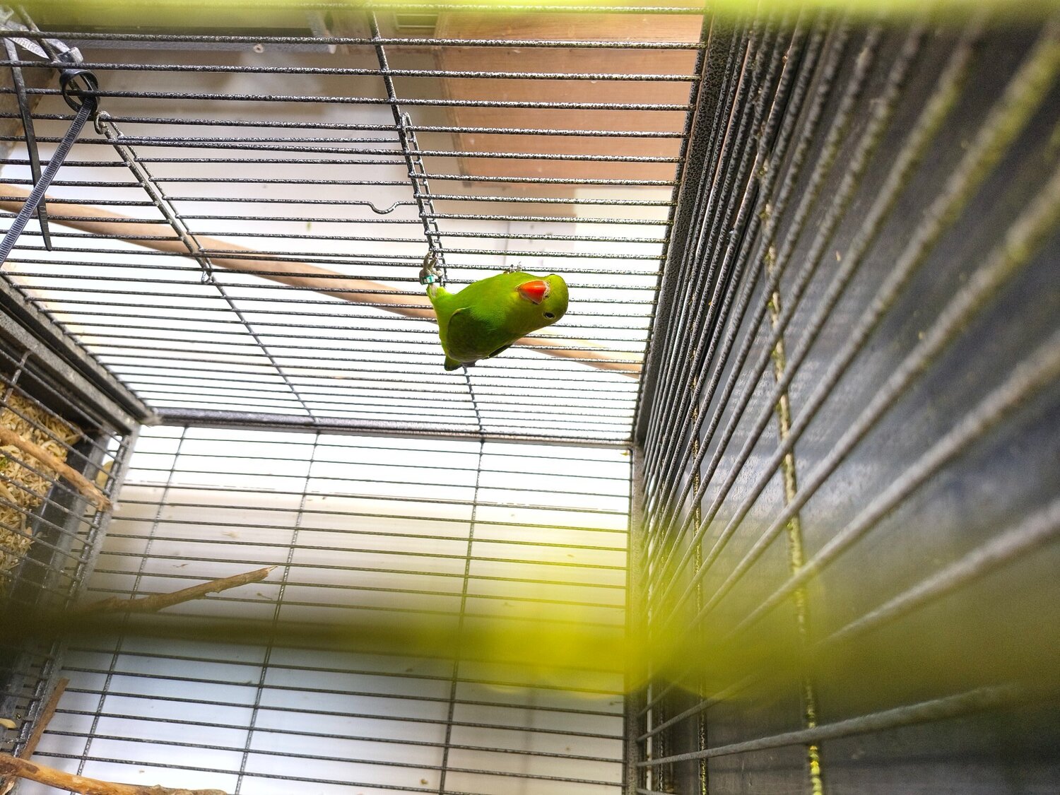Abyssinian lovebird hen