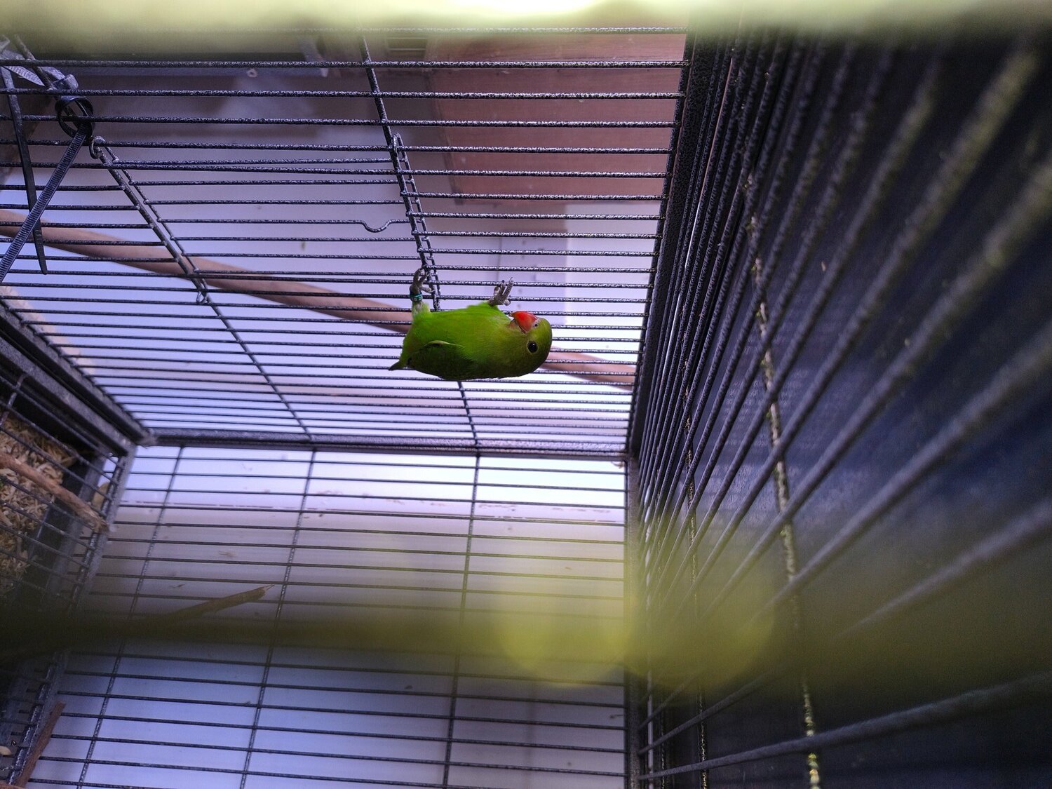  Abyssinian lovebird hen
