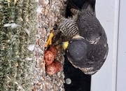 2026 female peregrine falcons with A10