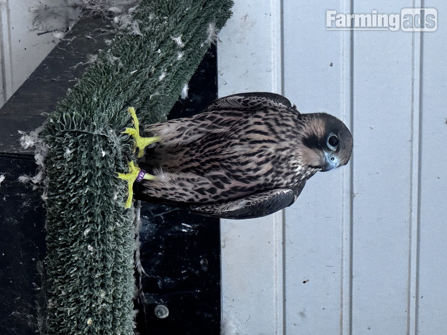 2026 female peregrine falcons with A10