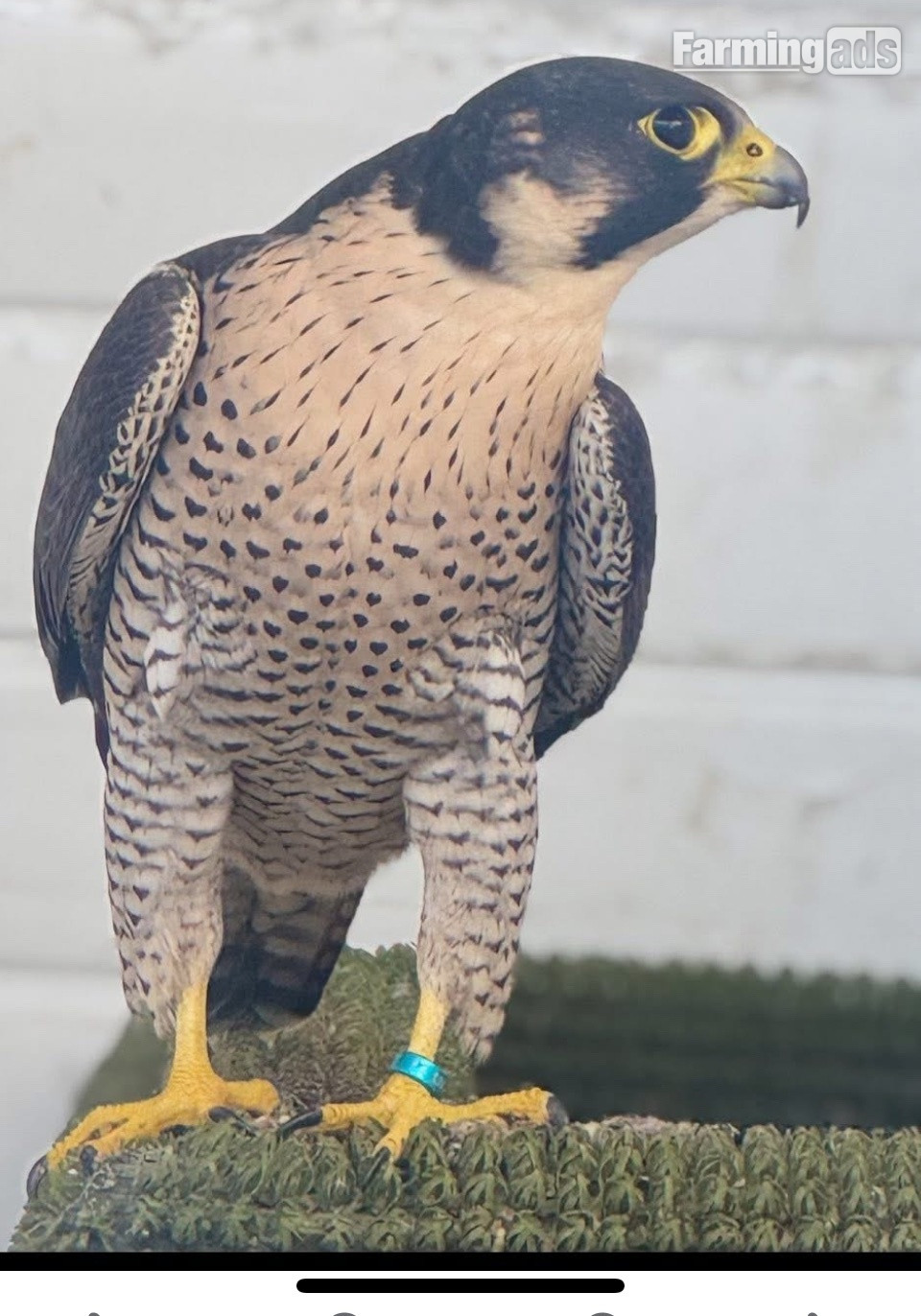  2026 female peregrine falcons with A10