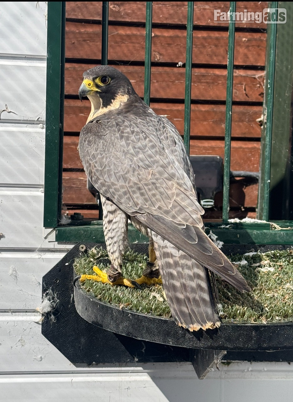 2026 female peregrine falcons with A10 - {CATEGORY}