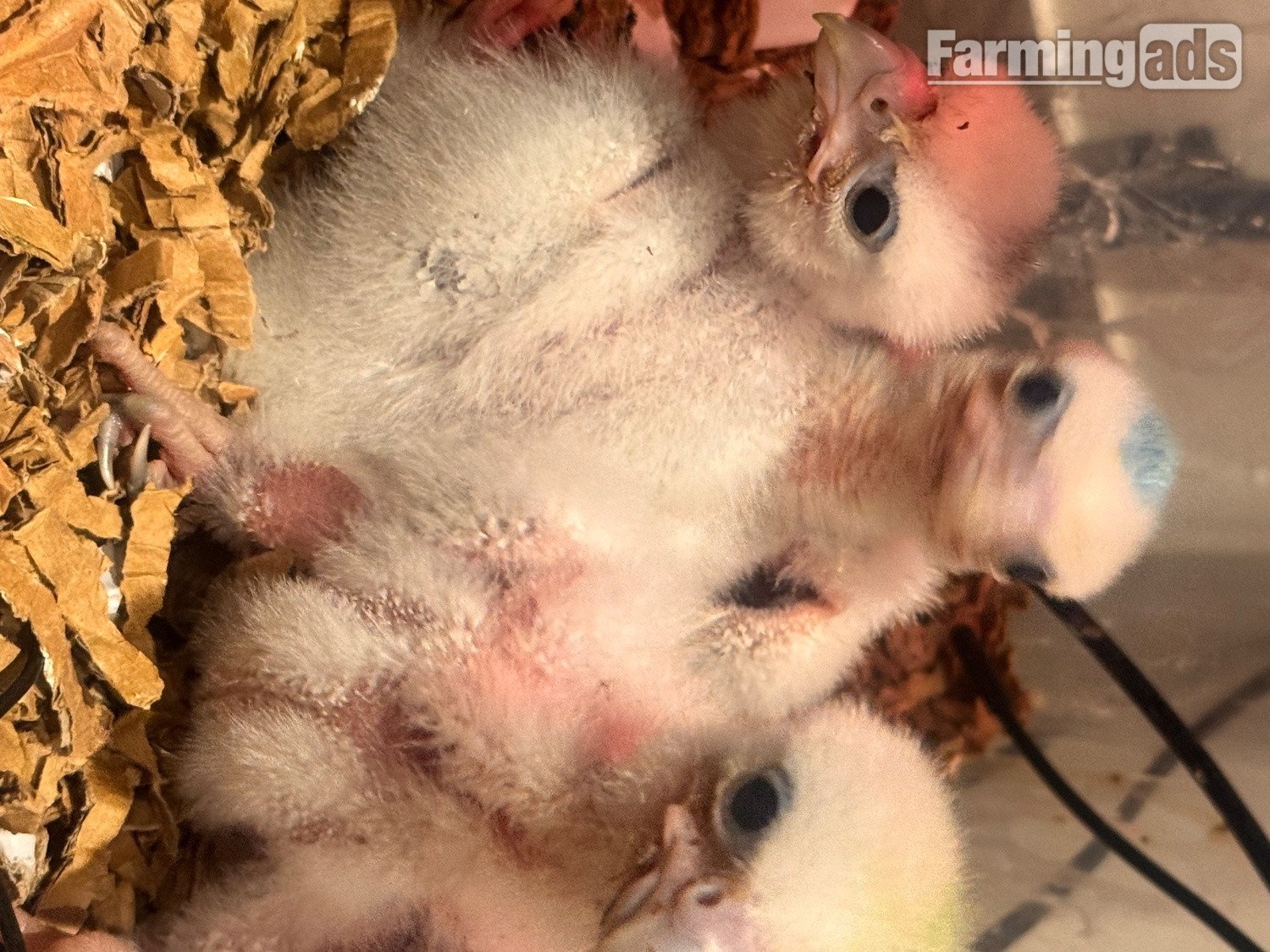 2026 female peregrine falcons with A10 - {CATEGORY}