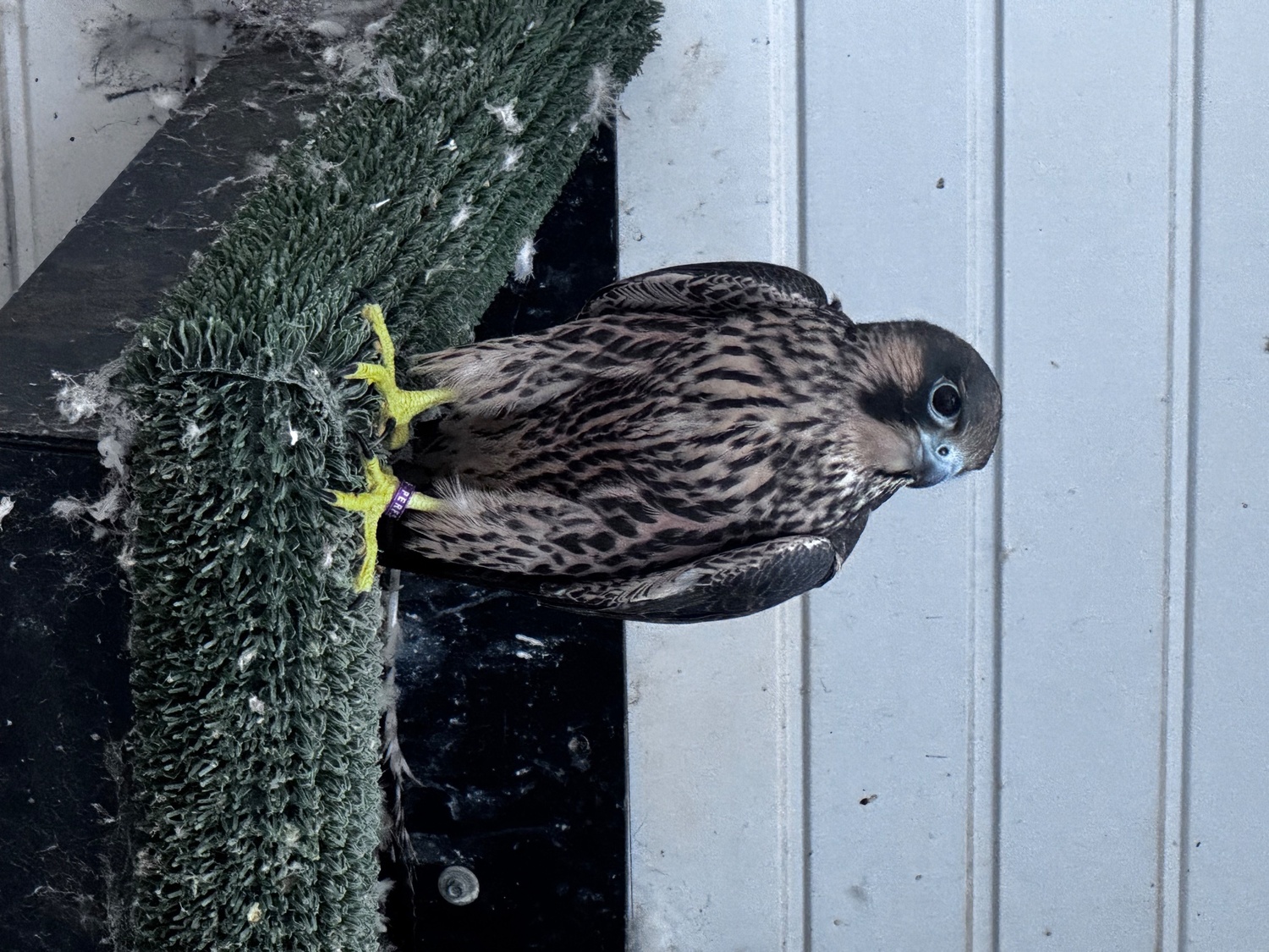 2026 female peregrine falcons with A10
