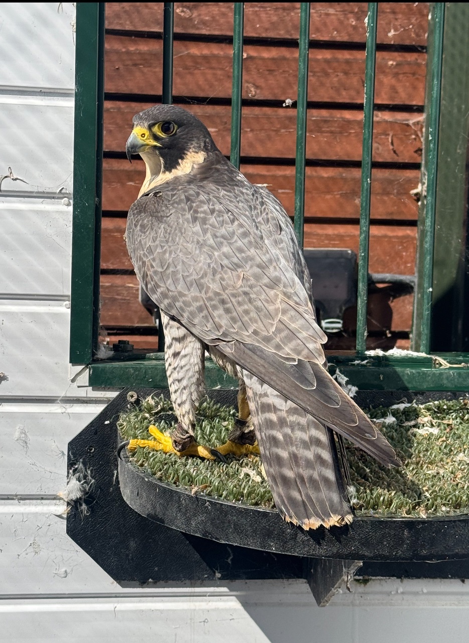2026 female peregrine falcons with A10 - {CATEGORY}