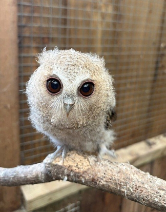 2026 owls for sale