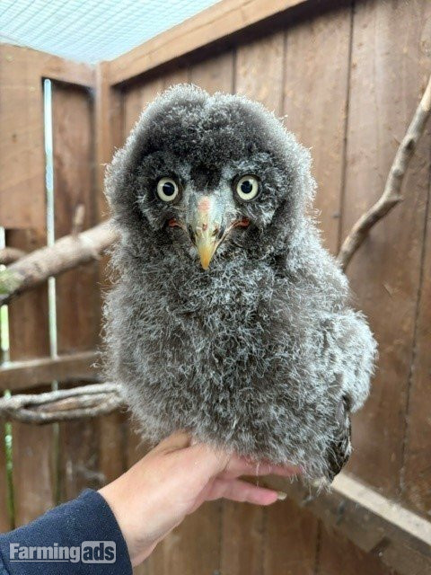2026 owls for sale