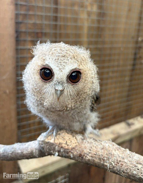 2026 owls for sale