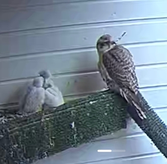 Taking Orders Parent Reared Sakers ready in 5 weeks