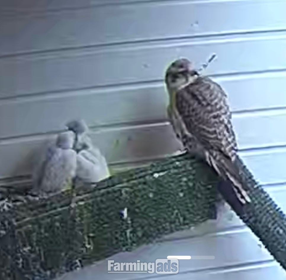 Taking Orders Parent Reared Sakers ready in 5 weeks