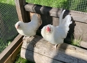 Young pair of barbu d’Anvers bantams 