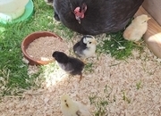 Bantom Hen and 8 Bantom Chick's 