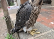 2026 Imprint Male Peregrine 