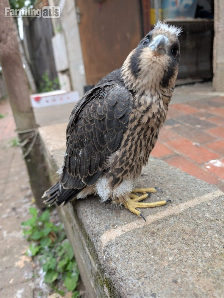 2026 Imprint Male Peregrine 