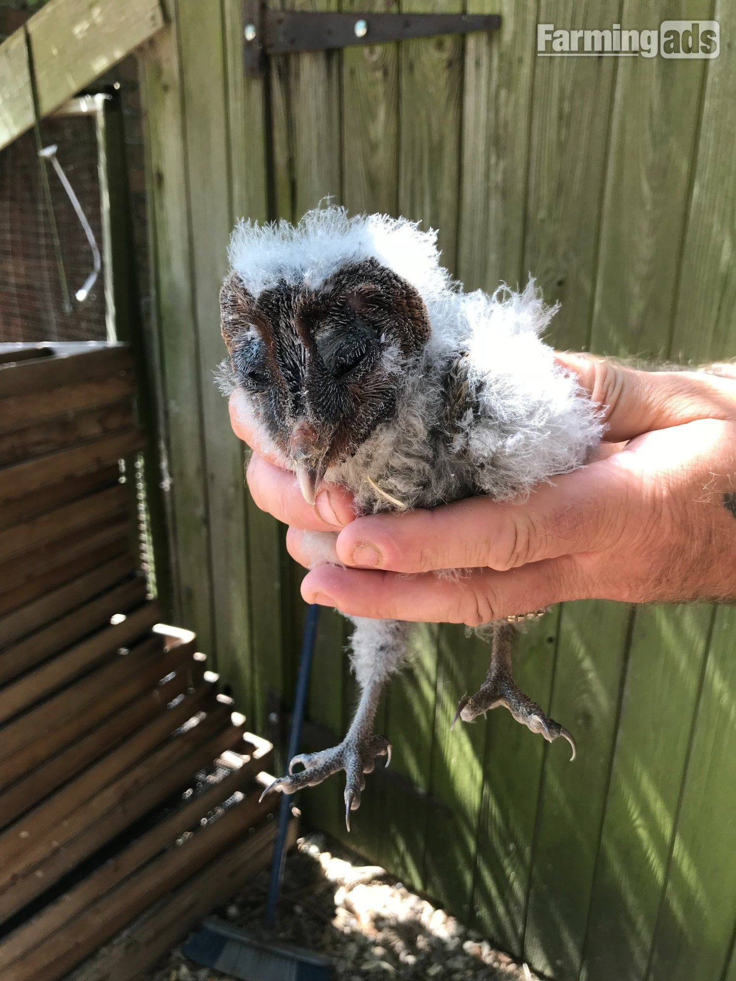 Black Barn Owls Hand Reared
